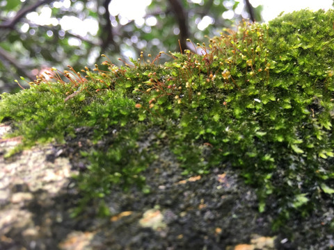 树上的小草