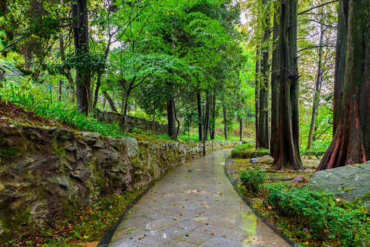 雨后林荫路 花径