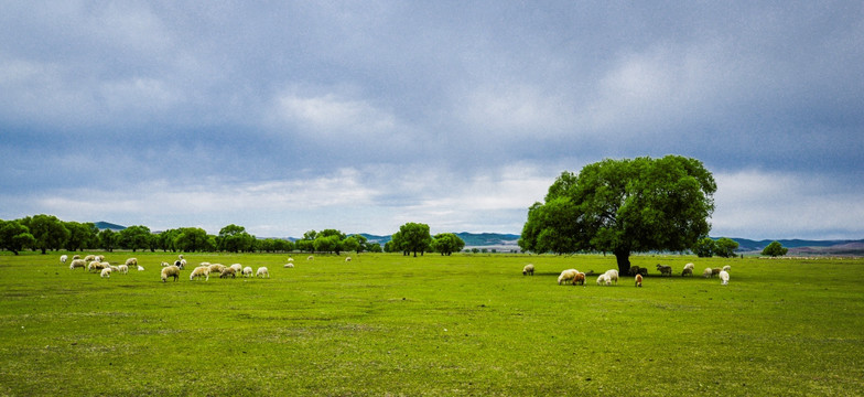 羊群 原野 草原