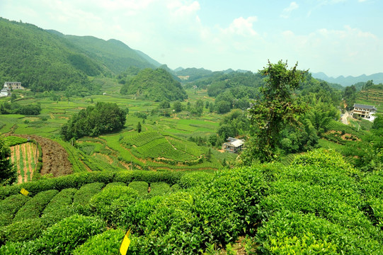 乡村茶园旅游美丽风光