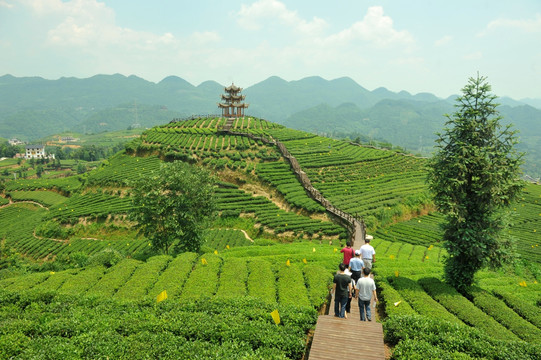 乡村茶园旅游美丽风光