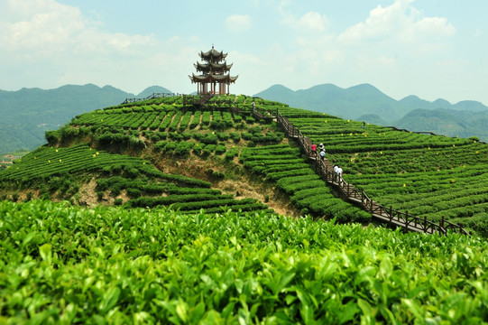 茶园美丽风景