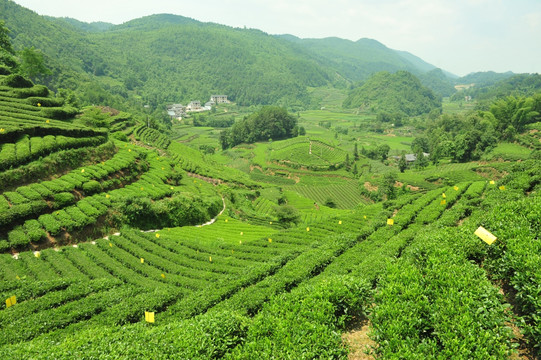 茶園美麗風景