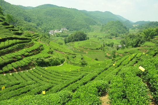 茶园美丽风景