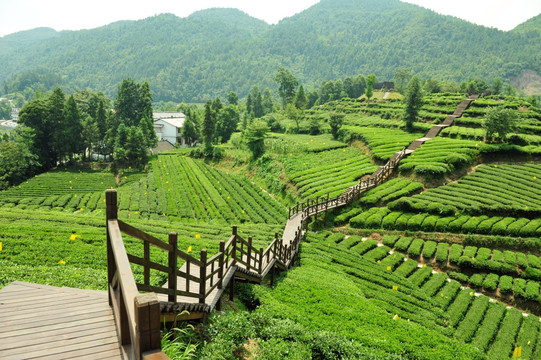 茶园美丽风景