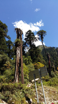 塞上江南 红豆杉