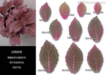 紅網(wǎng)紋草