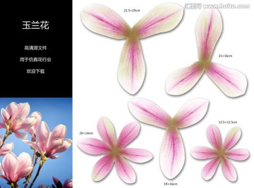 玉蘭花