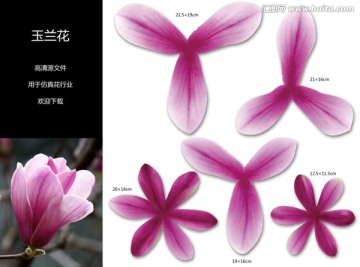 玉蘭花