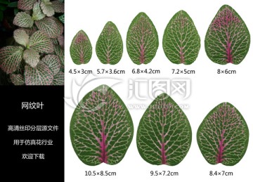 網(wǎng)紋葉