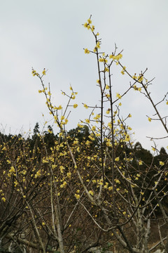 蜡梅 梅花