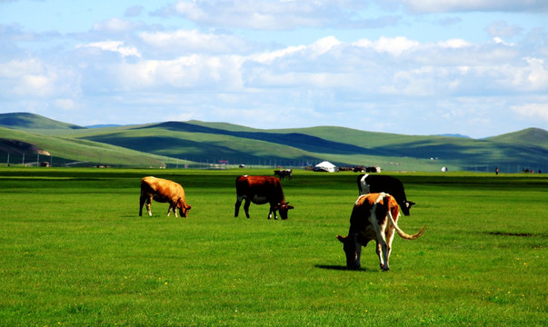 呼伦贝尔草原牧场牛群