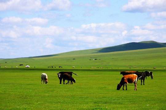 草原牛群牧场