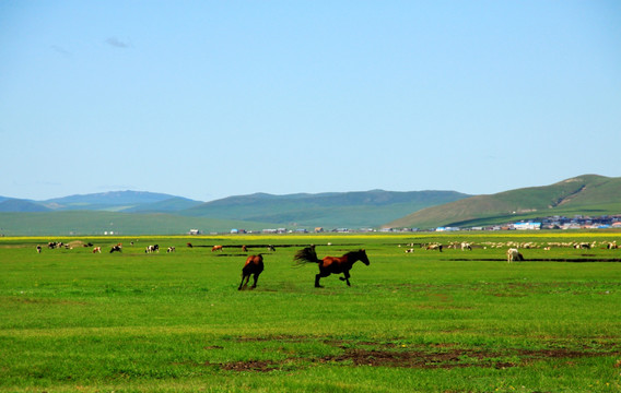 夏季草原上奔跑的马