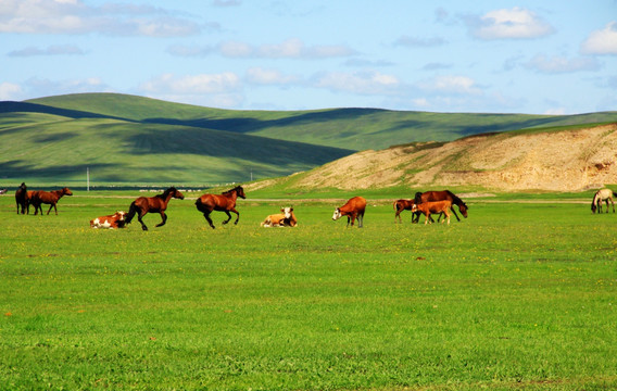 夏季草原牧场奔跑的马