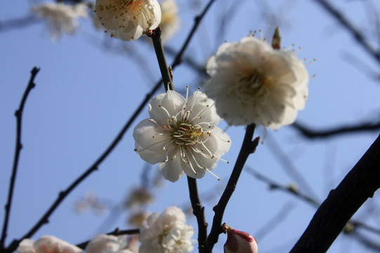 梅花 白梅