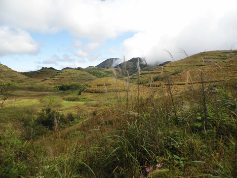 高山茶园风光