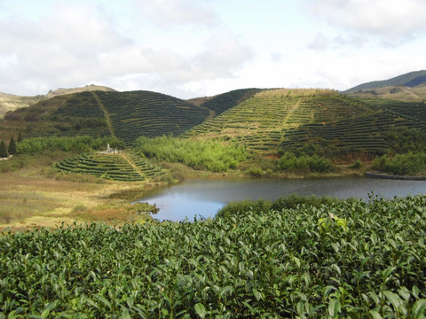 高山茶园风光