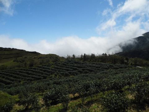 高山茶园风景