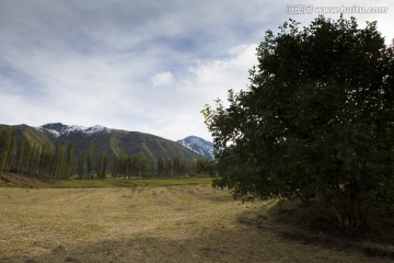 野生核桃树