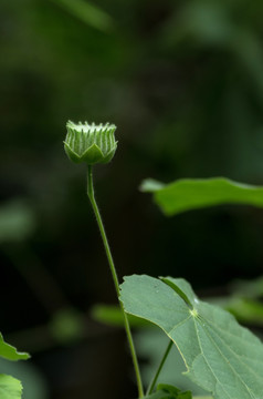 车轮草 苘麻