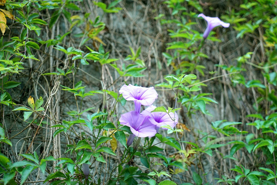 牵牛花