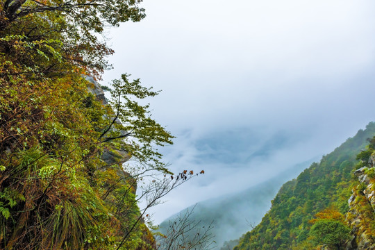 高山云雾 峡谷