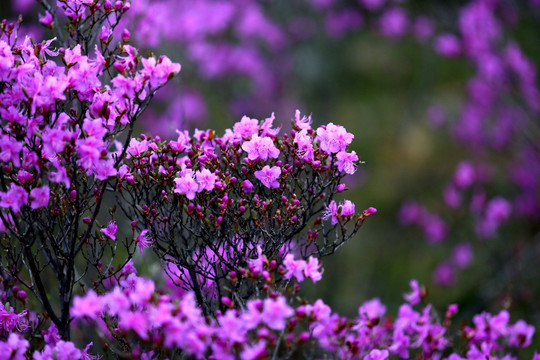 杜鹃花