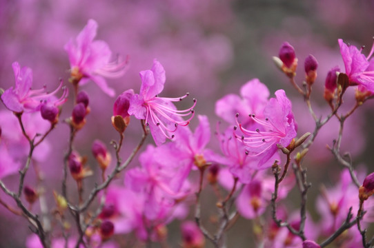 杜鹃花