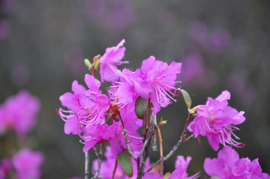 杜鹃花