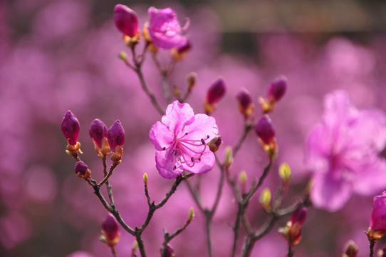 杜鹃花