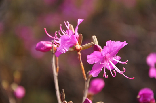 杜鹃花