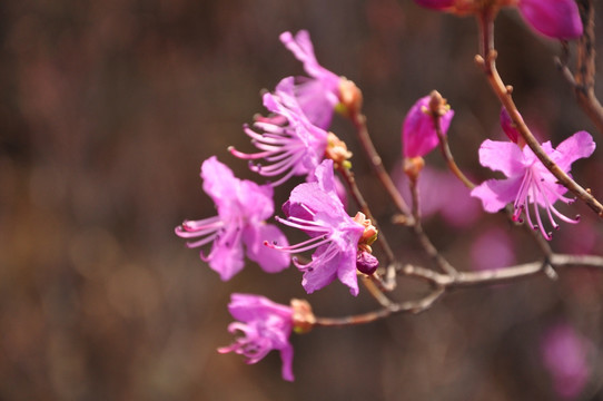 杜鹃花