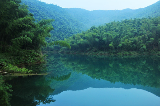 竹林美景