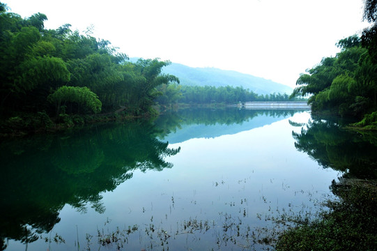 竹林美景