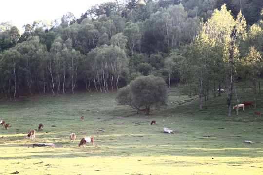 关山牧场