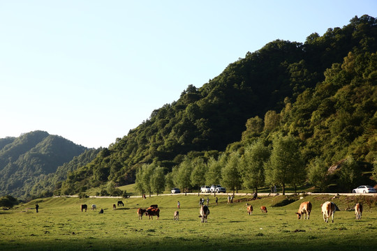 关山牧场