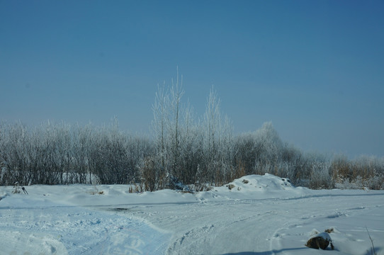 雪地