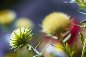 山菊花