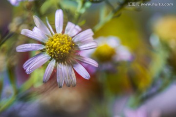 山菊花