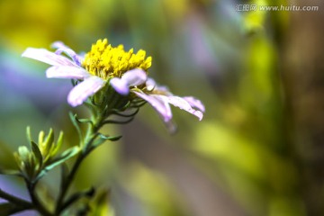 山菊花