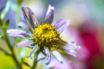 山菊花