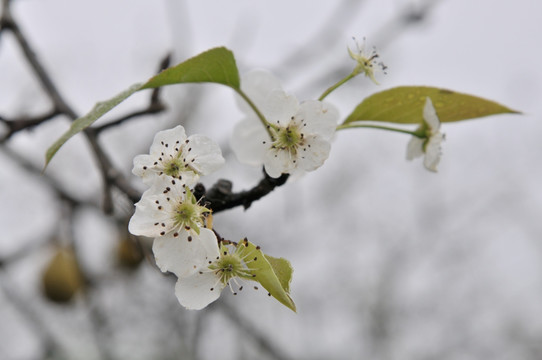 梨花