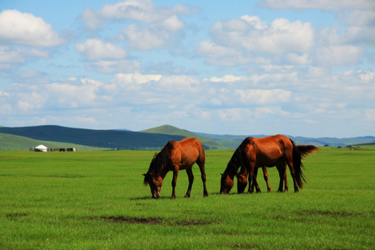 夏季草原马群蒙古包牧场