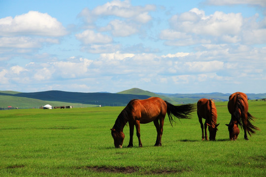 夏季草原马群蒙古包
