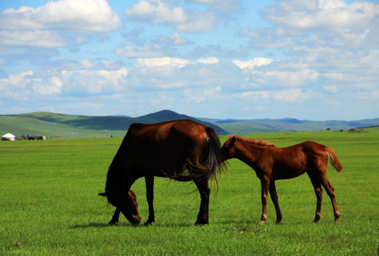 草原夏季马群蒙古包