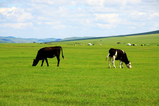 夏季草原牧场牛群