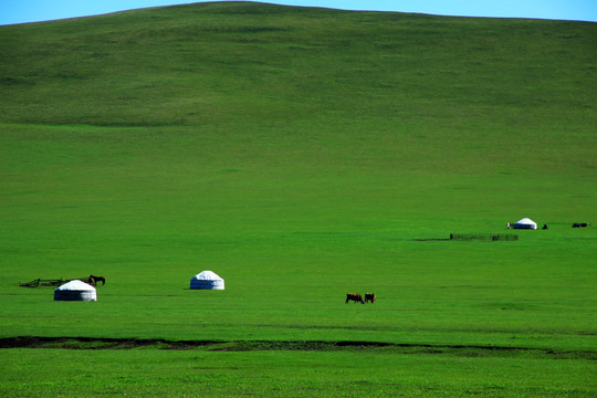 夏季草原上的蒙古包