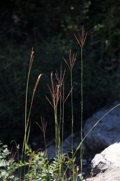 路边小草