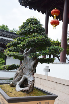 榆树盆景